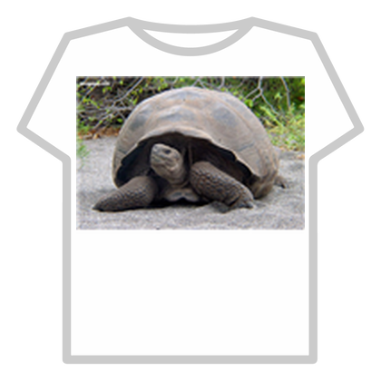 galapagos tortoise